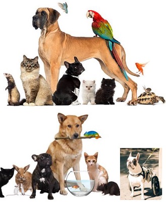 We Care for Pets of all Kinds - if you own it and it is not a dangerous creature we care for it.